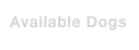 Available Dogs